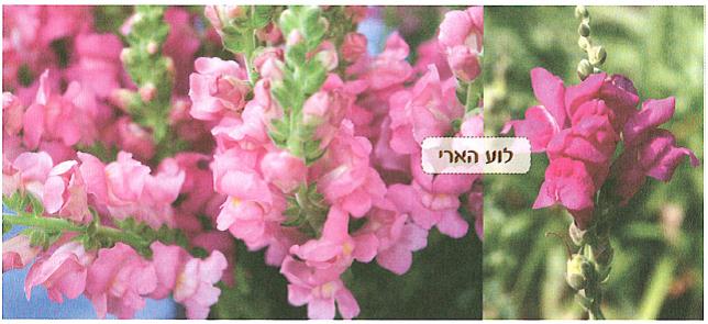 (בספר איור של:)